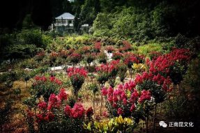 寺外桃源盛夏美景